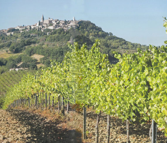 tudernum vigneto tudernum vigneto