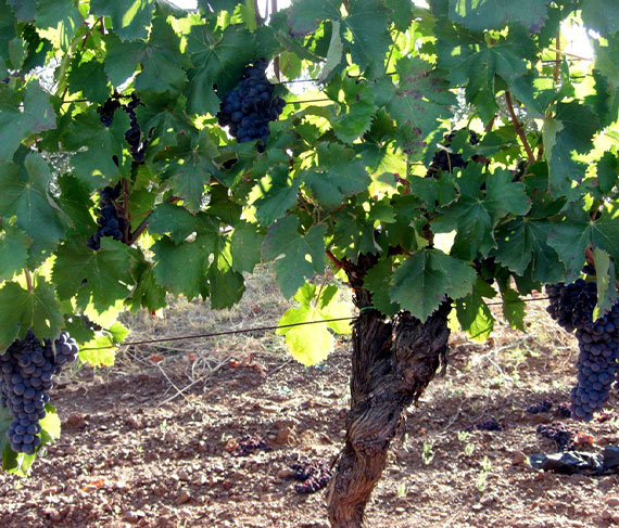 uva la selva uva la selva