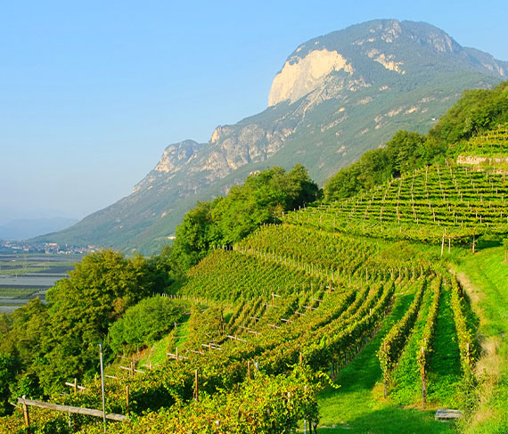 vigna aldeno trentino vigna aldeno trentino