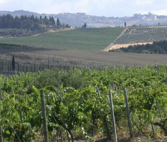 vigneto david sterza vigneto david sterza