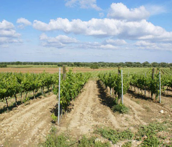 vigneto puglia menhir vigneto puglia menhir