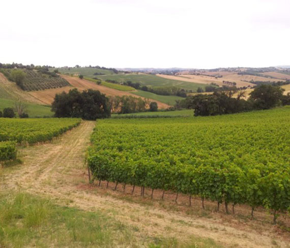 vigneto santa lucia vigneto santa lucia