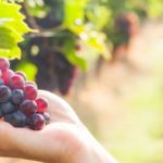 uva rossa da vino