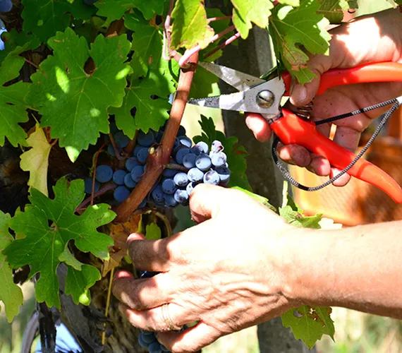 Azienda agricola lamoretti Azienda agricola lamoretti