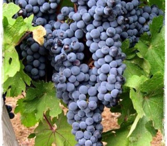 Lambrusco Maestri Lambrusco Maestri