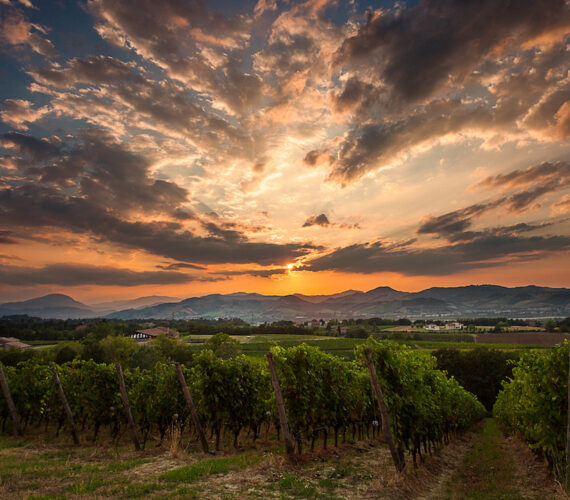 Monte delle Vigne 31 Monte delle Vigne 31