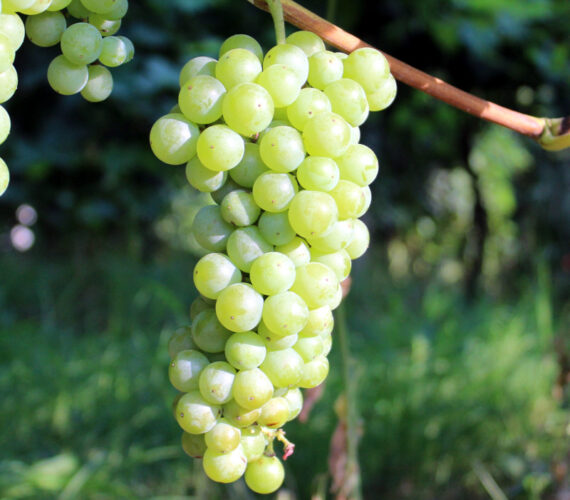 malv candia malv candia